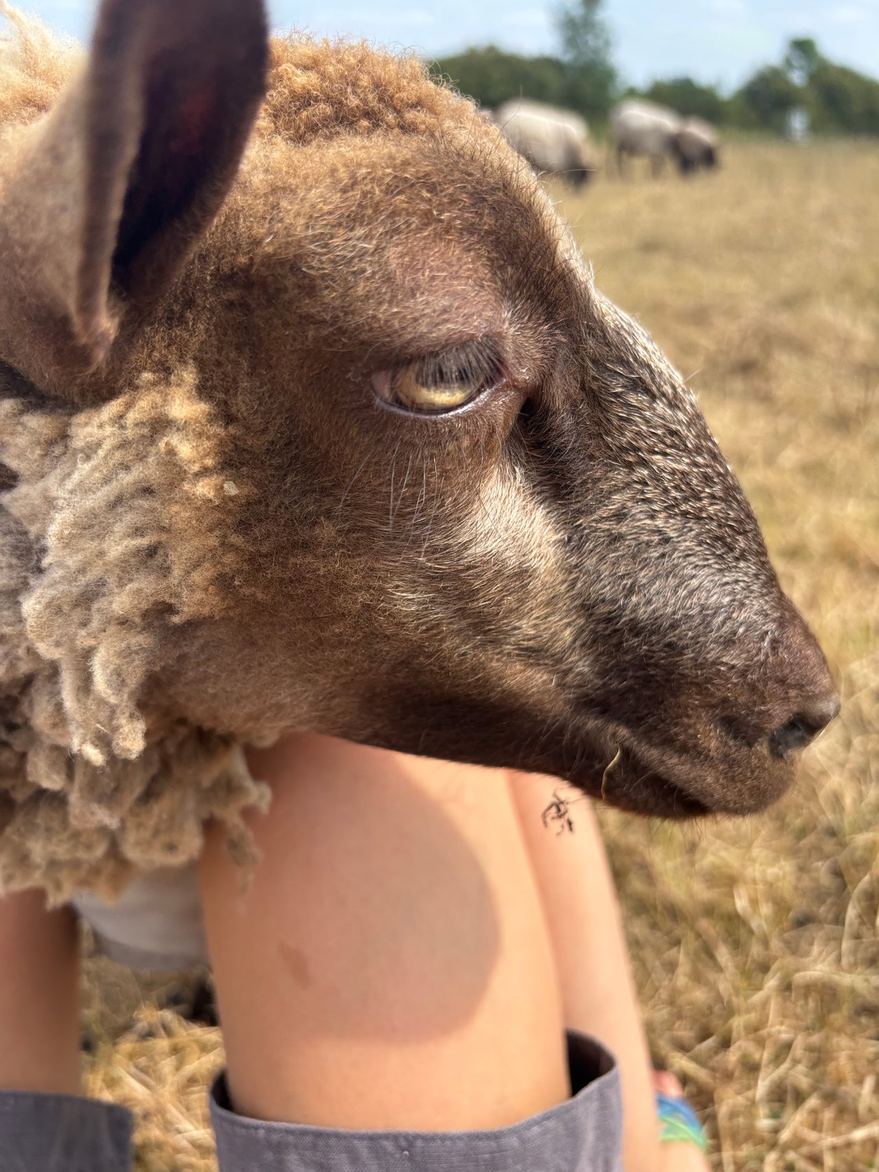 Intro to Wool Workshop